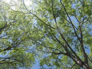 Trees in the Backyard, DPR